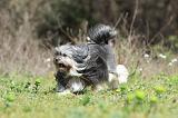 PETIT CHIEN LION 254